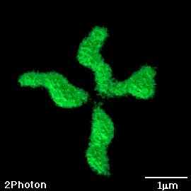 fluorescence microscopy 3D image of a cell Human