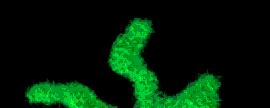 two-photon fluorescence microscopy microscopy by