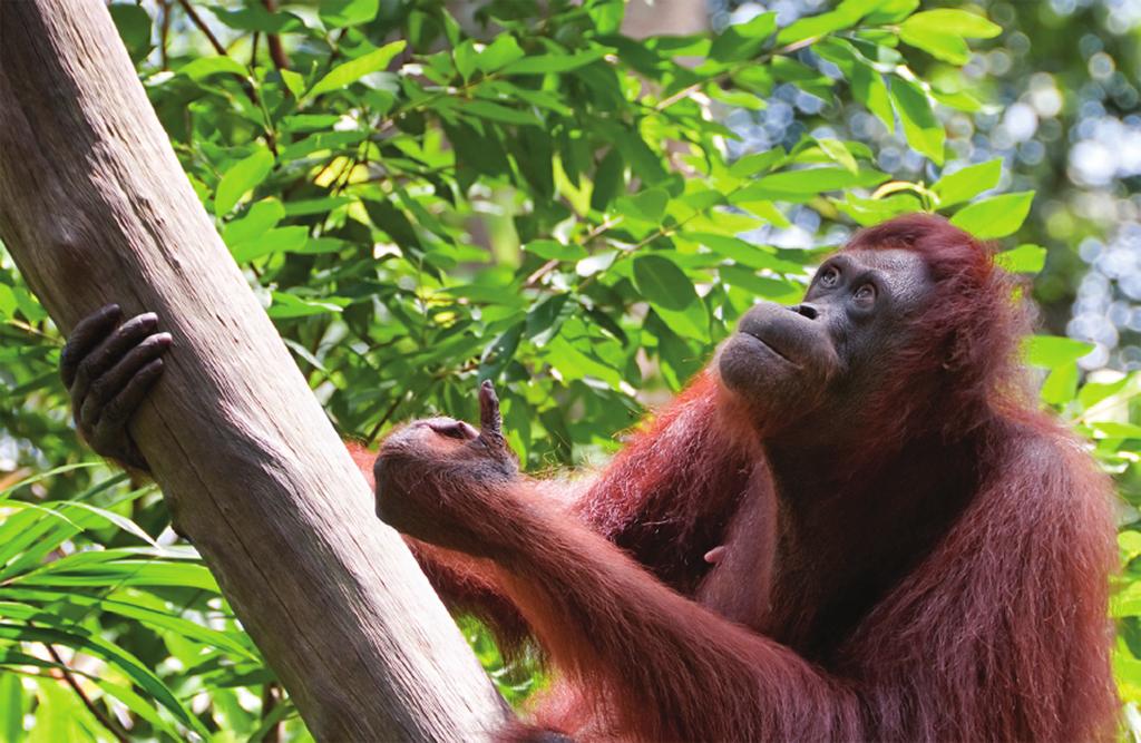 2 TEXT A Orang-utans: Just Hanging On Orang-utans are our close relatives.