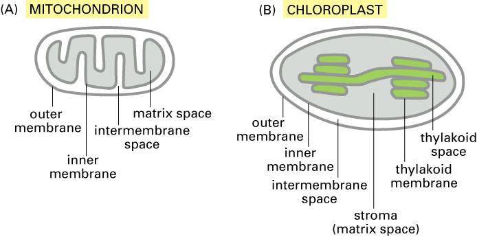 Chapter 16-part II Translocation into chloroplast occurs via a similar strategy to the one used by mitochondira Both occur post-translationally Both use two translocation complexes, one at each
