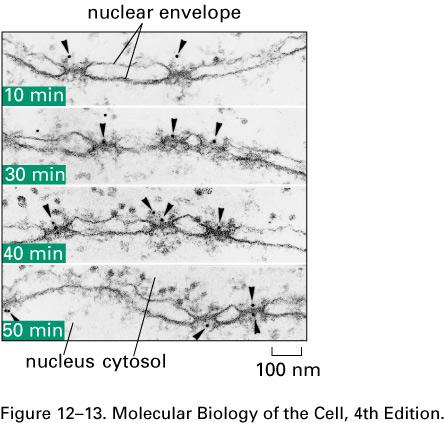 Importins transport protein containing Nuclear-Localizing Signal into the nucleus Colloidal gold spheres coated with peptides containing NLS Nuclear pore transport (large