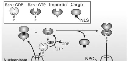 Nuclear import receptors bind nuclear localization signals (α subunit) and nucleoporins (β subunit) Nuclear export works like nuclear import, but in reverse Nuclear export signals & nuclear export