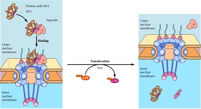 hydrolysis, release provides energy for nuclear transport asymmetric localization of RanGAP and RCC1 assure directionality of transport Protein import to nucleus α+β Low affinity to NLS After import