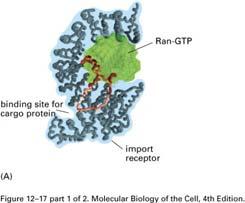 Soluble cytosolic protein FG-repeat (Phe-Gly) serve as binding sites for the import receptors.