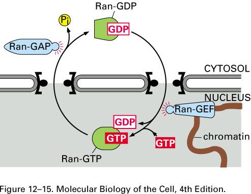 molecules RNA moves through nuclear pore as complex of ribonucleoprotein (RNP) Protein component of RNP contains