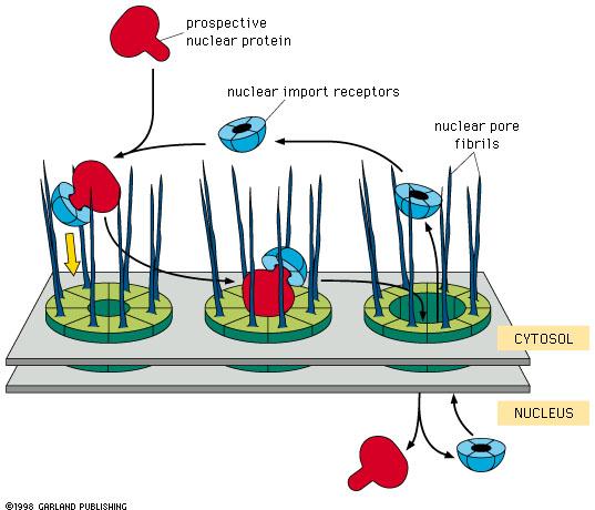 From HeLa hnrnp1 transport to xenpous nucleus HeLa cell hnrnp1 hnrnpc Mechanism of