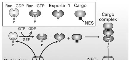 Exportins transport proteins containing NES out of the nucleus Nucleus export signal