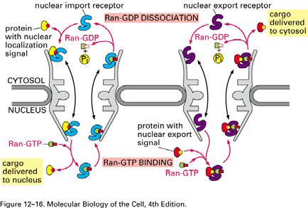 FG-repeat proteins Bidirectional model The Ran GTPase