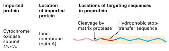 Outer-membrane proteins Inner-membrane proteins: three separate pathways (A) Short