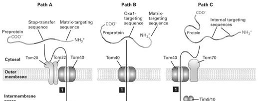 Three pathways for targeting inner-membrane proteins A B C 1. N-terminal matrix 1.