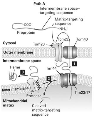 Lateral movement Oxa1 also participates in the inner-membrane insertion of certain proteins encoded by mitochodrial DNA
