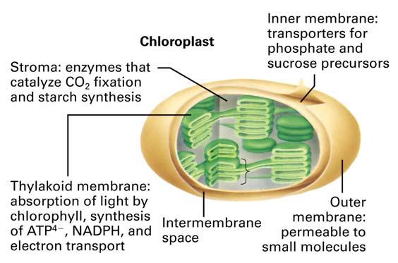 chloroplast stromal proteins is similar to import of mitochondrial martix protein Proteins are targeted to