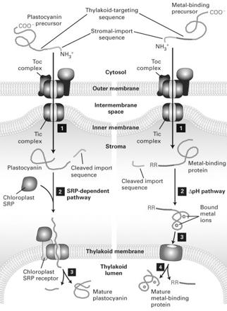 Protein Synthesis in cytosol transport thylkaoid photosynthesis SRP: signal-recognition particle Have four