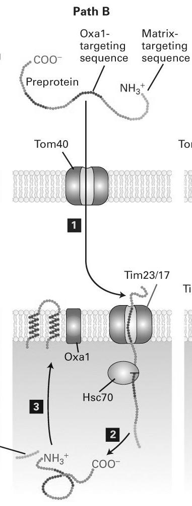 Type III Type II Chloroplast encoded protein transport into