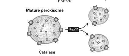 Perioxisomal targeting sequence soluble Synthesis and targeting of perioxisomal proteins Encoded by nuclear DNA Synthesized on free ribosomes Proteins are folded in the cytosol then transported