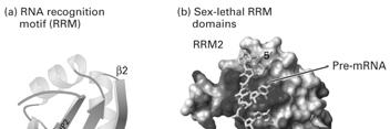 etc. Exported trnas mrnps Ribosomal subunits Transcription factors 12.
