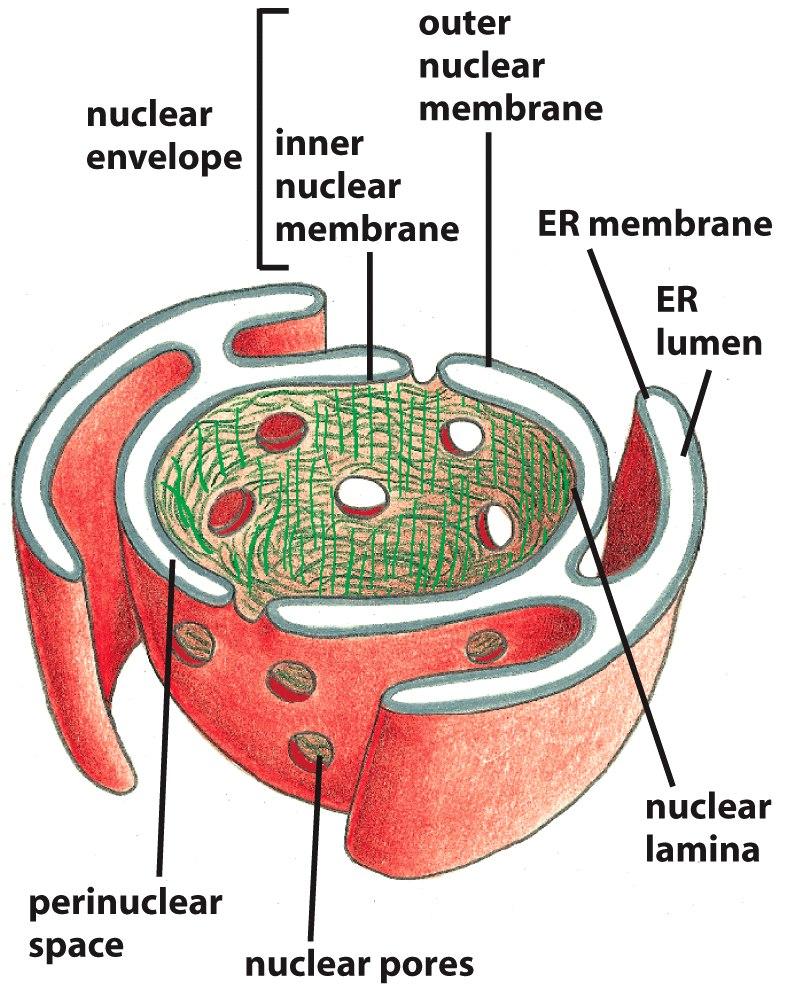 Nuclear Envelope and Nuclear Pores Nuclear Pore Complexes in Yeast The double membrane envelope is penetrated by pores in which