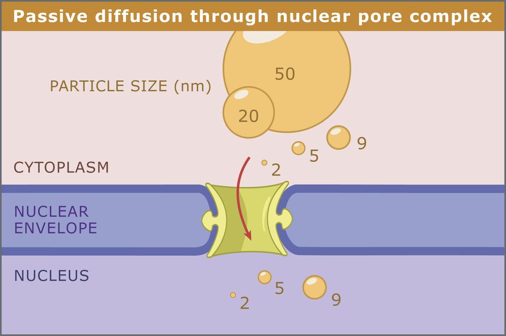 Small, uncharged molecules (<100 Da) can diffuse through the membrane of the nuclear