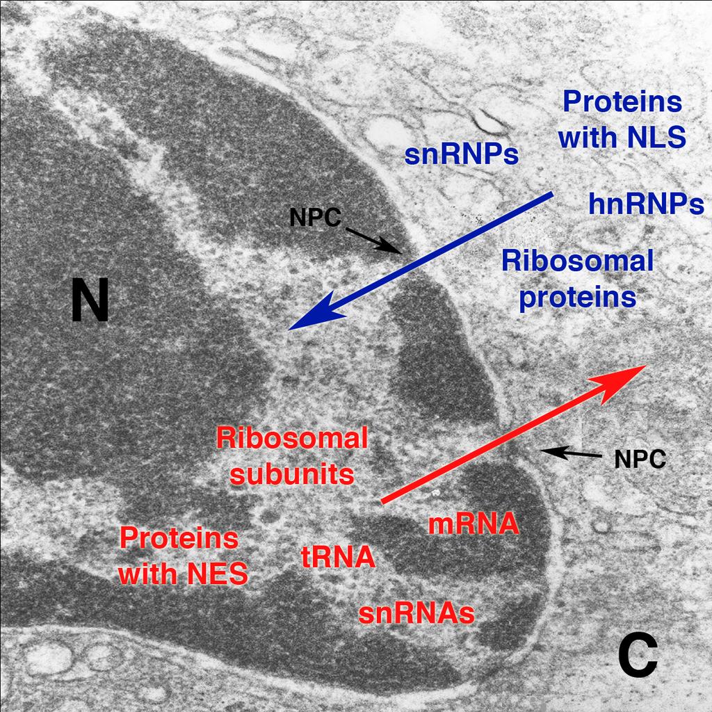 Bidirectional Nucleocytoplasmic