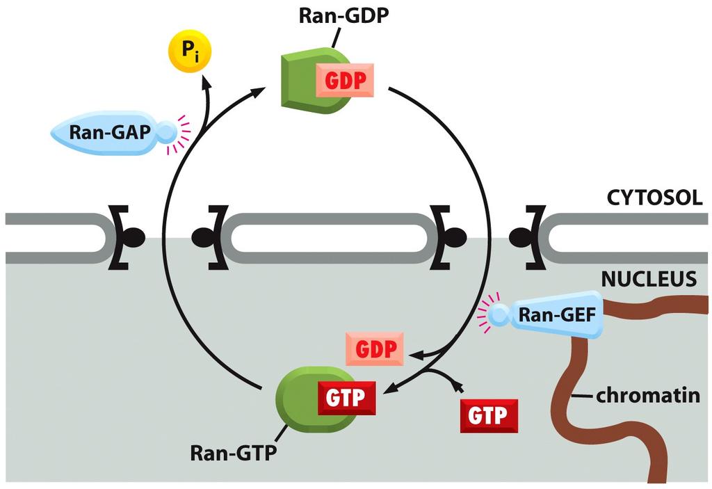The Ran GTPase Imposes Directionality on Transport Through NPCs Figure 12-14 The compartmentalization of Ran-GDP and Ran-GTP.