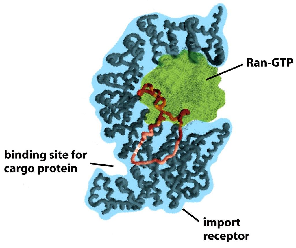How the Binding of Ran-GTP Can Cause Nuclear Import Receptors to Release Their Cargo (A) (B) Figure 12-16 (A) The structure of a nuclear transport receptor with bound Ran-GTP.