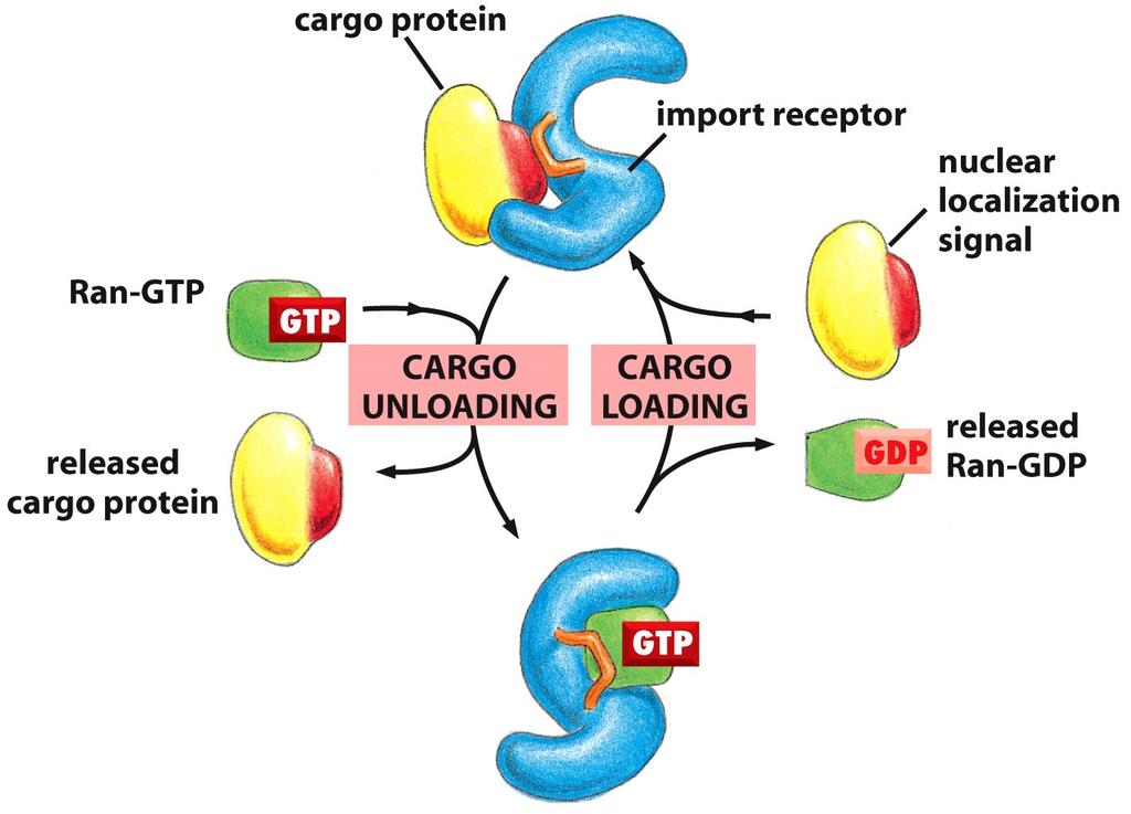 the binding of cargo proteins and Ran- GTP. *Cargo proteins and Ran-GTP bind to different regions of the coiled spring.