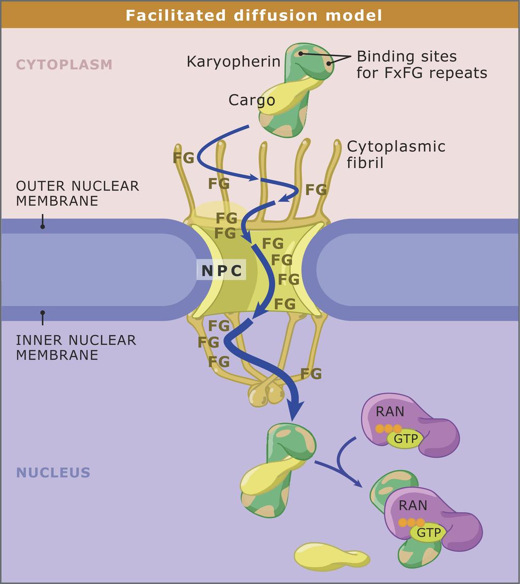 translocation through the nuclear pore occurs. (Fig.5.