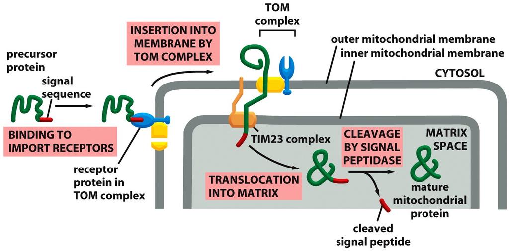 Protein Transport into Mitochondria Matrix TOM: translocator in the outer membrane of mitochondria TIM: translocator in the inner membrane of mitochondria Figure 12-25 Mitochondria proteins have a