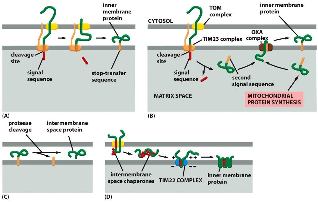 Transport Into the Inner Mitochondrial Membrane and Intermembrane Space Occurs Via Several Routes Figure 12-28 Routes for (A) inner mambrane protein containing a stop-transfer