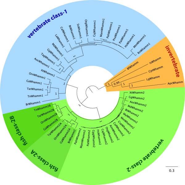 Phylogenetic tree of the WHAMM proteins Kollmar et al.