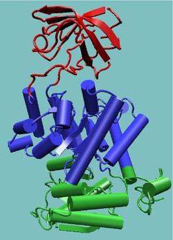 Issues Two proteins may share a domain and be unrelated BLAST false positives