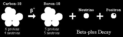 In β + decay, a proton becomes a neutron and a positron is emitted from the nucleus: 10 C