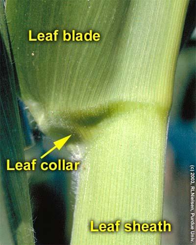 Identifying Leaf Parts A corn leaf consists of three distinct morphological
