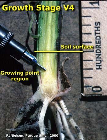 Stalk Elongation to the Rescue Stalk elongation is increasingly evident after growth stage V4.