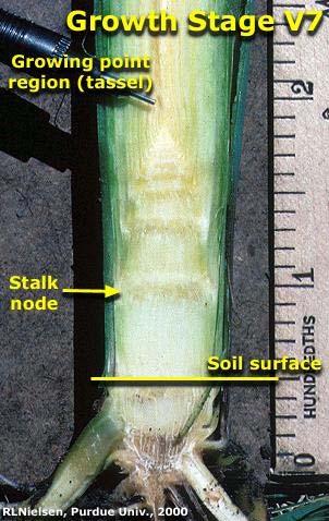 Recognizing Stalk Nodes After growth stage V4, the pace of stalk elongation picks up.