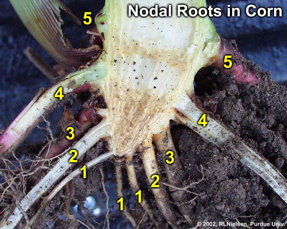 Identifying Individual Nodes Stalk nodes serve as the point of origin for roots, leaves, tillers, and ears.