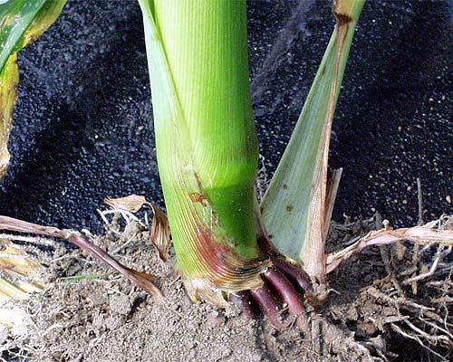 Once #5 Node is Identified Identify which leaf sheath connects to that node, then count upward to uppermost leaf
