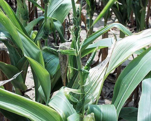 Plants can confirm Plant injury by Hornet + 2,4-D herbicides Lower 9 to 10 leaves appeared normal in color and size Remainder of leaves, stalk, and tassel