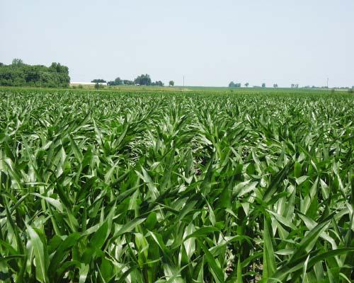 Physical Physical Reasons Reasons for for Label Label Restrictions: Restrictions: Crop & Weed Canopies Large corn canopies may intercept more of a broadcast herbicide