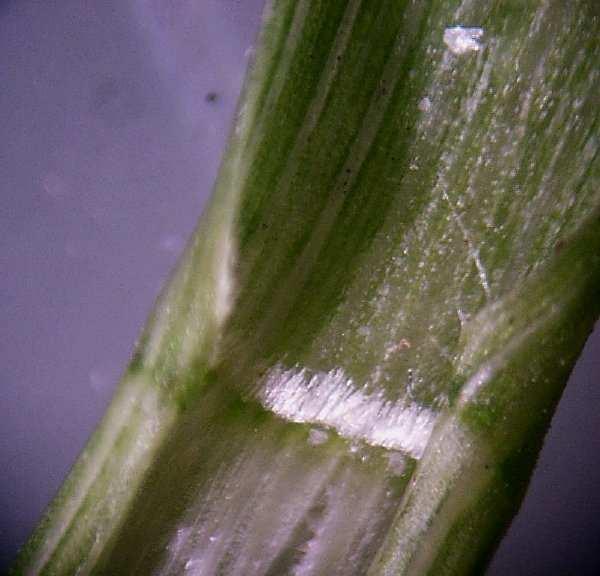 Usually lighter in color Ligule types Hairy Membranous Fringed Ligule  May be membranous, fringed or hairy; tall, short, or absent Collar: band at junction of blade and sheath