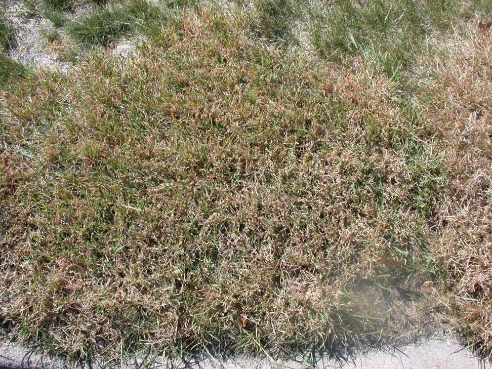 2,4-D label: Creeping grasses such as zoysiagrass, bermudagrass,