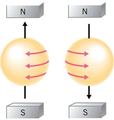 Electrons Behave Like Tiny Magnets Electrons within atoms interact with a magnet field in one of two ways: clockwise