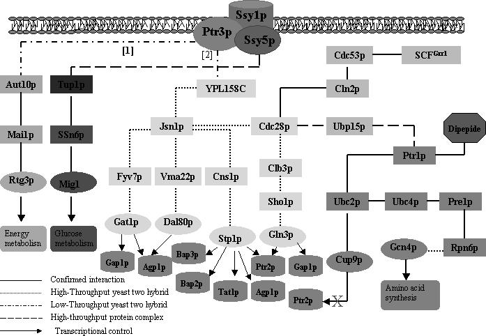 Figure 27: Our constructed model for the signal transduction pathway of amino acid and peptide transporters, where the different grayscale indicate different pathways.