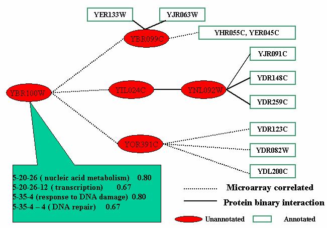Figure 18: Global function prediction for yeast ORF YBR100W. All interacting partners of YBR100W are function unknown.
