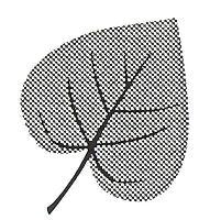 If the leaves have a different shape, look at the base of the leaf, and go on to the