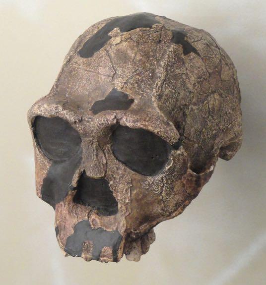 Earliest human fossils are thought to