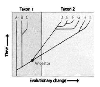 Tree-like Diagrams (Phylogenetic Trees) Source: Biology of Plants. Raven, Evert and Eichhorn. 1999 Systematics pp. 483-485.