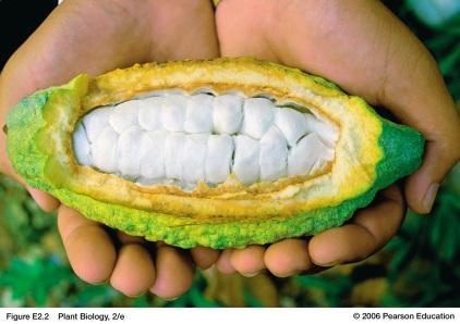 Chinese proverb Disadvantages Theobroma fruit from the cacao tree -Wide-ranging plants often have several different names and can cause confusion.