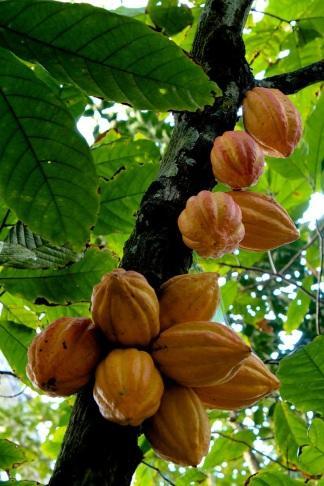 The process of naming plants varied from botanist to botanist. Theobroma cacao (Malvaceae) https://commons.wikimedia.