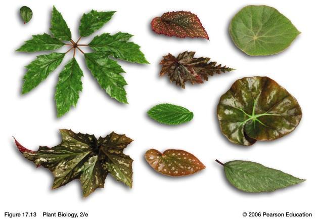 into three main categories: Plants were then classified into smaller groups based